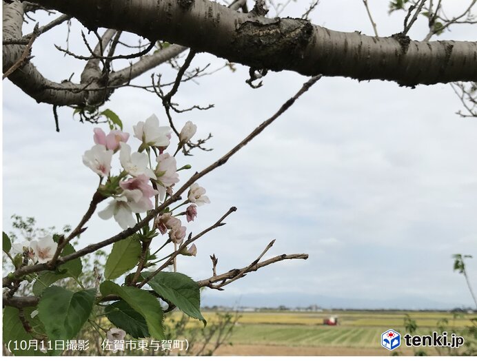 佐賀　稲刈りシーズンに桜咲く