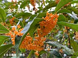 関西　きょう19日は日中も空気ひんやり