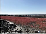 佐賀　海の紅葉シチメンソウ色づく