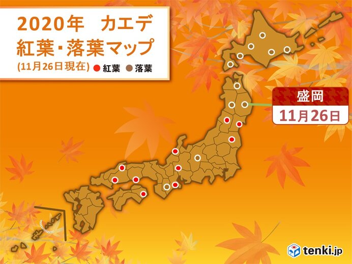 東京でイチョウが黄葉 市街地も色づきが進む 日直予報士 年11月26日 日本気象協会 Tenki Jp