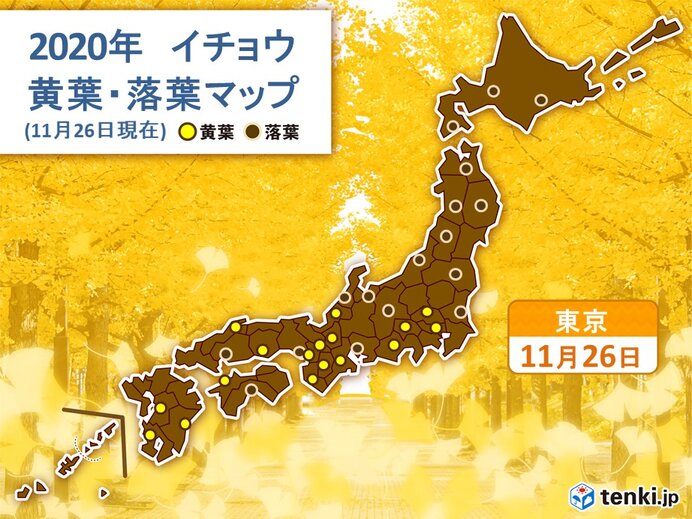 東京でイチョウが黄葉　市街地も色づきが進む