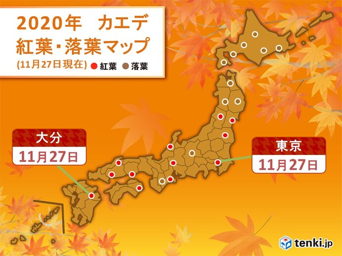 東京でカエデが紅葉　関東で最も早く