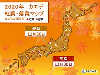 高松でカエデの紅葉　京都などではイチョウの落葉も　季節は次第に冬へ