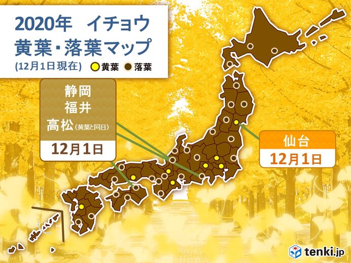 大阪でカエデが紅葉 木々の冬支度進み 落葉も 気象予報士 日直主任 年12月01日 日本気象協会 Tenki Jp