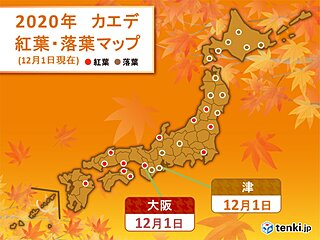 大阪でカエデが紅葉　木々の冬支度進み　落葉も