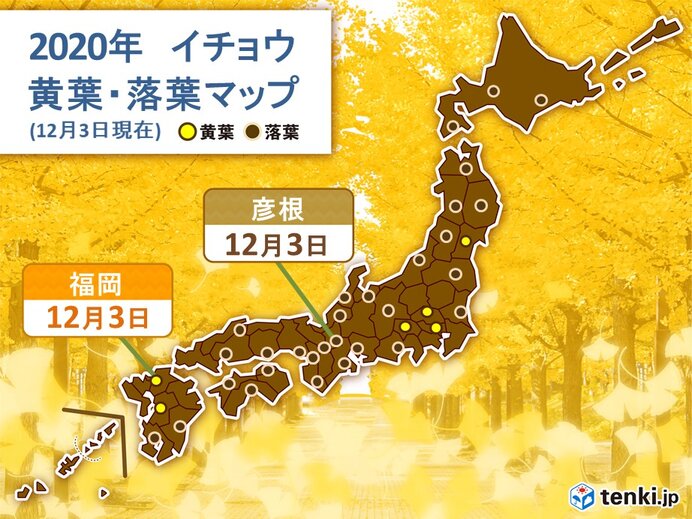 福岡でイチョウが黄葉　富山でカエデが紅葉