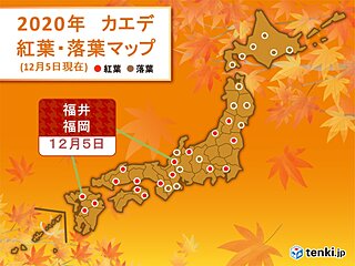 福井と福岡でカエデが紅葉　平年より10日以上遅い観測