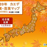 名古屋や佐賀で平年より12日遅くカエデが紅葉　今週末まで季節足踏み