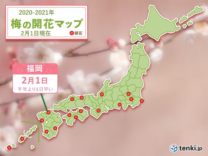 九州から春の便り続々　福岡で梅開花、名瀬でヒカンザクラ満開に