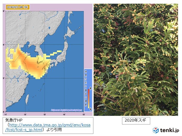 黄砂やスギ花粉の飛散に注意を