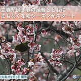 四国地方　そろそろスギ花粉シーズンに