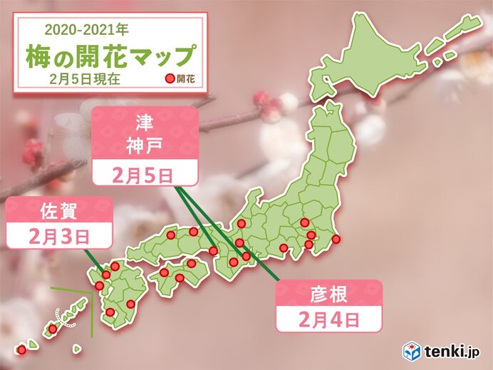 春の便り　続々と埋まる梅の開花マップ　今日5日は津・神戸で梅開花