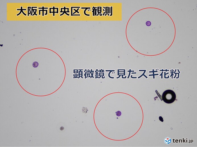 大阪でスギ花粉本格飛散開始　今週末は大量飛散の所も