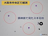 大阪でスギ花粉本格飛散開始　今週末は大量飛散の所も