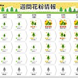 スギ花粉飛散中　今週末は九州で非常に多く　関東でもやや多く飛ぶ予想