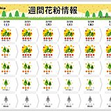 西からスギ花粉のピークに突入　あす以降「非常に多い」所も　万全な対策を