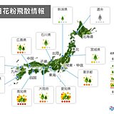 スギ花粉大量飛散中　雨上がりで大量飛散か　対策は万全に