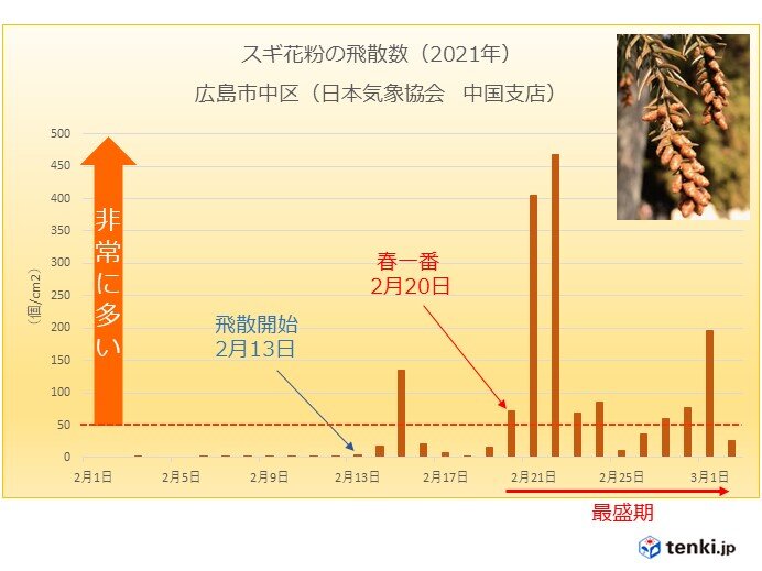 中国地方　スギ花粉の飛散は今が最盛期　今月中旬には減少傾向に