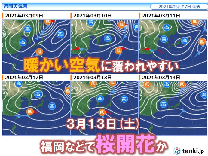 あすは 予想も 次の週末には福岡など桜開花か 東京は15日の予想 気象予報士 白石 圭子 21年03月07日 日本気象協会 Tenki Jp