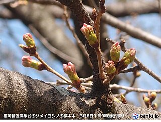 九州　今週暖かさ続き、早くも桜の季節到来へ