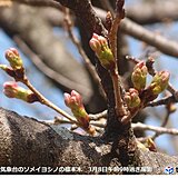 九州　今週暖かさ続き、早くも桜の季節到来へ