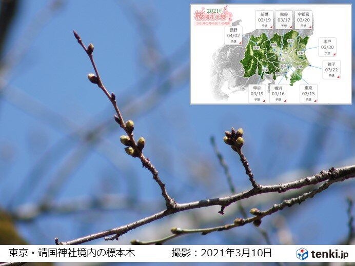 関東　2週間天気　来週は大型連休の頃の陽気も　桜の開花近づく_画像