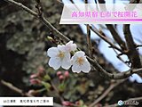 10日に高知県宿毛市で桜が開花しました