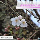 10日に高知県宿毛市で桜が開花しました