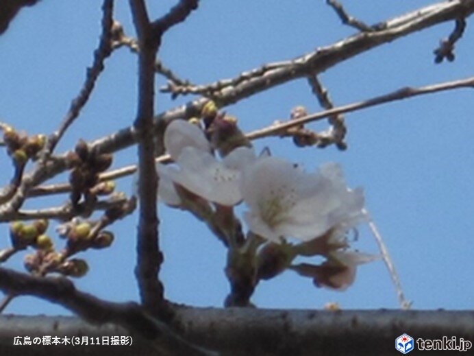 11th Hiroshima specimen tree