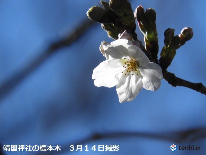 東京で桜が開花　統計開始以来　1位タイ