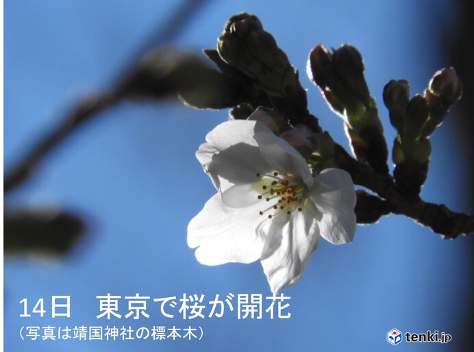 東京で桜が開花　スギ花粉のピークそろそろ終盤?　都心でヒノキが飛散開始