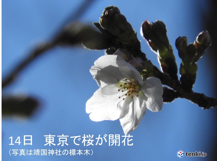 東京で桜が開花 スギ花粉のピークそろそろ終盤 都心でヒノキが飛散開始 日直予報士 21年03月14日 日本気象協会 Tenki Jp