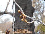 関西　今週はいよいよ桜開花の所も