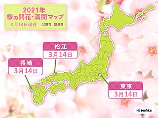 東京に続き　長崎や松江でも桜が開花　またも統計開始以来、最も早い開花