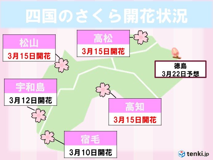 高松・松山・高知で記録的に早い桜の開花!