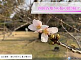 高松で観測史上最早で桜開花!　高知・松山でも記録的に早い開花に