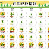 向こう一週間の花粉の飛散　雨でも「非常に多い」予想も