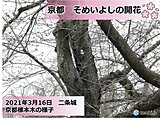 京都で桜咲く　週末の雨は催花雨となるか