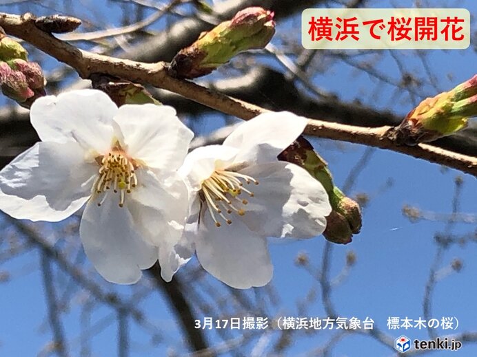 佐賀と横浜で桜が開花