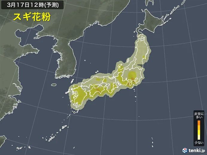 桜の開花ラッシュ　スギ花粉の飛散も続く