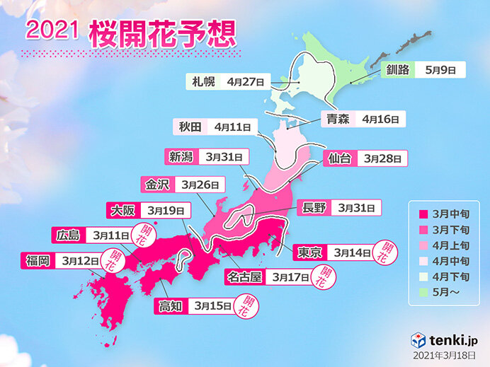 最新の「桜開花予想」は?