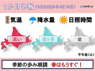 北海道の1か月予報と桜開花予想 高めの気温が続き、桜の生長も進む