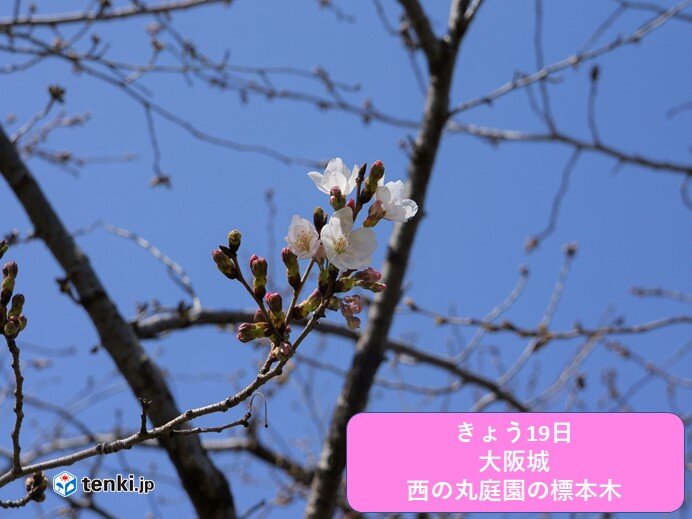 関西 大阪でさくら開花 満開はいつごろ 気象予報士 北井 菊恵 21年03月19日 日本気象協会 Tenki Jp