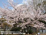 九州　福岡で桜満開　花冷え　あす23日朝は遅霜に注意