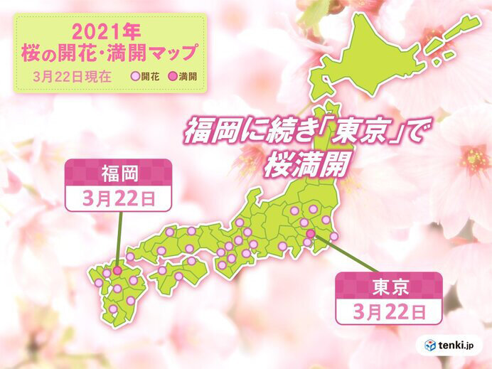 東京で桜が満開 昨年と同じ 2位タイの早さ 気象予報士 日直主任 21年03月22日 日本気象協会 Tenki Jp