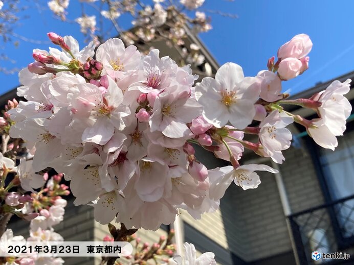 関東 東京など4日ぶりの青空 桜と見事なコントラスト 日直予報士 21年03月23日 日本気象協会 Tenki Jp