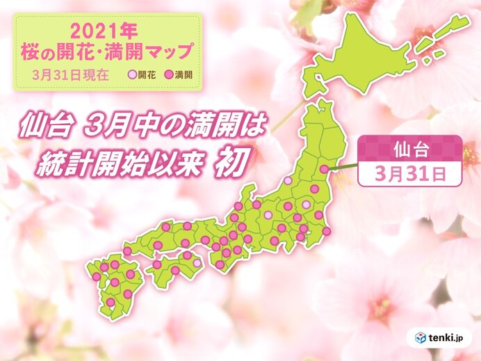 仙台で桜満開　3月中の満開は統計開始以来初めて