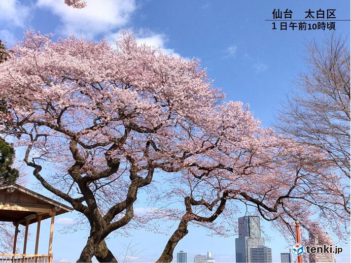 東北　新生活を後押しする青空と暖かさ　いつまで?