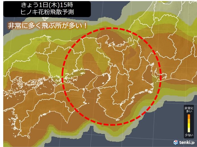 関西　ヒノキ花粉最盛期に!