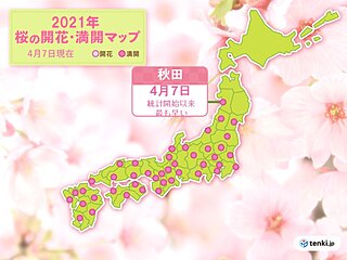 桜前線は依然として急ピッチで北上中　秋田で最も早い満開